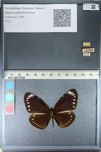 Media type: image;   Entomology 160158
